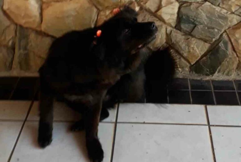 Cadela Luna é localizada no bairro San Marino após reportagem de OBemdito