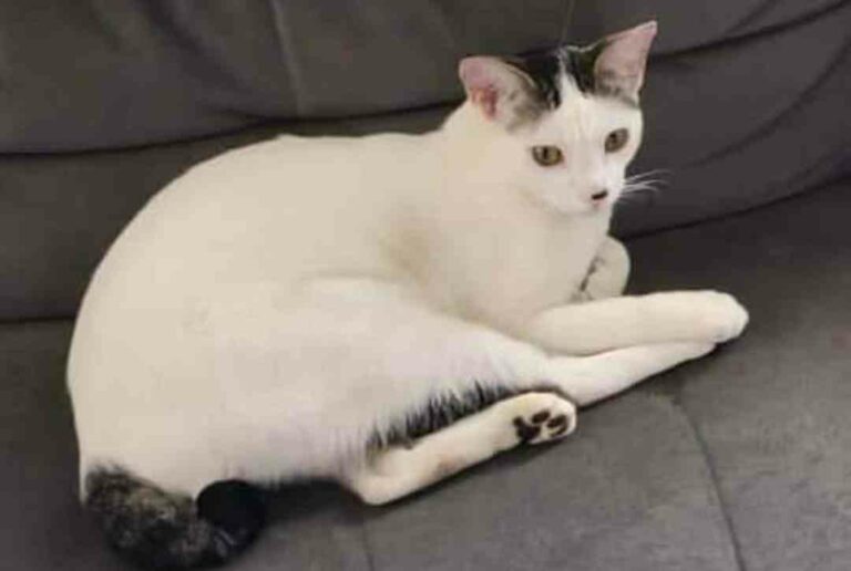 Gatinho Paçoca desaparece na região do colégio Global e tutor pede ajuda para encontrá-lo