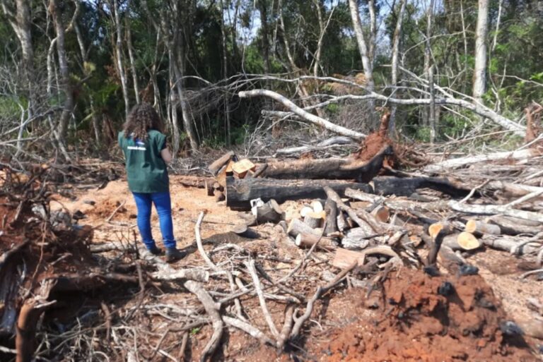 Emissão de multas por crimes ambientais cresce 88% no Paraná