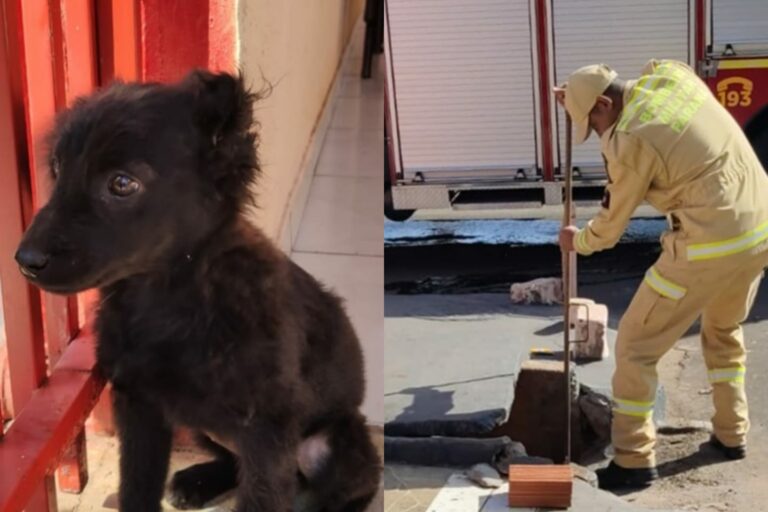 Morador procura tutores de cachorrinha que estava presa há 3 dias dentro de bueiro