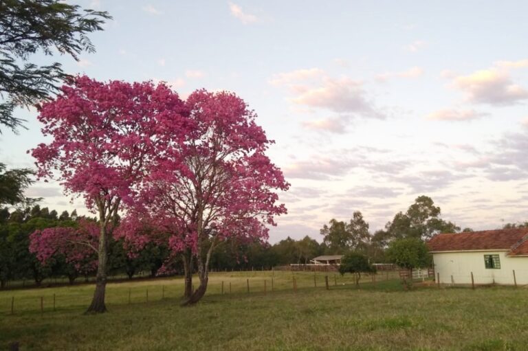 Paraná registra temperaturas baixas e geada; Umuarama teve mínima de 8,2ºC