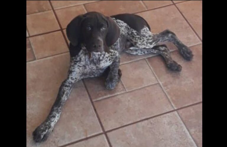 Família de Altônia está desesperada em busca do cão Tupã e oferece R$ 1.000 de recompensa