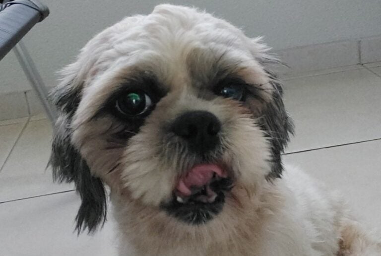 Morador de Umuarama encontra cãozinho na avenida Rio Branco e procura pelos tutores