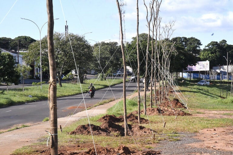 Umuarama: 220 mudas de ipês serão plantadas no antigo centro poliesportivo nesta terça-feira