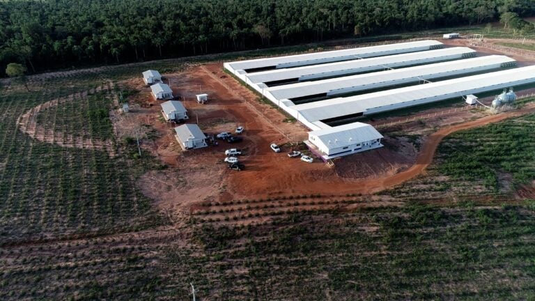 Granja matrizeira tem 50 mil galinhas em produção no município de Cafezal do Sul