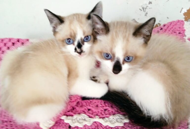 Moradora da região da Praça Anchieta procura lares para três gatinhos filhotes