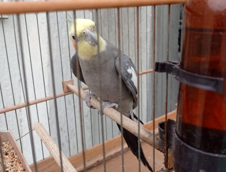Calopsita aparece em residência na Zona II e morador está em busca dos tutores