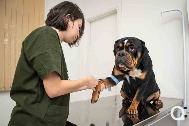 Ao doar sangue, animais de estimação também podem salvar vidas