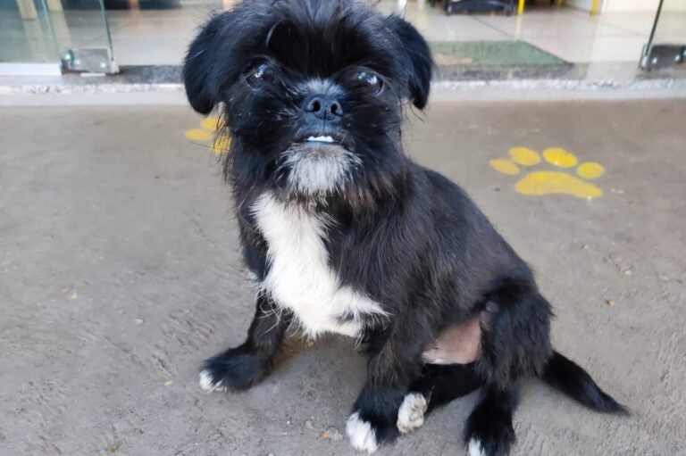 Moradora de Umuarama acolhe cachorrinha que estava na rua e procura tutores