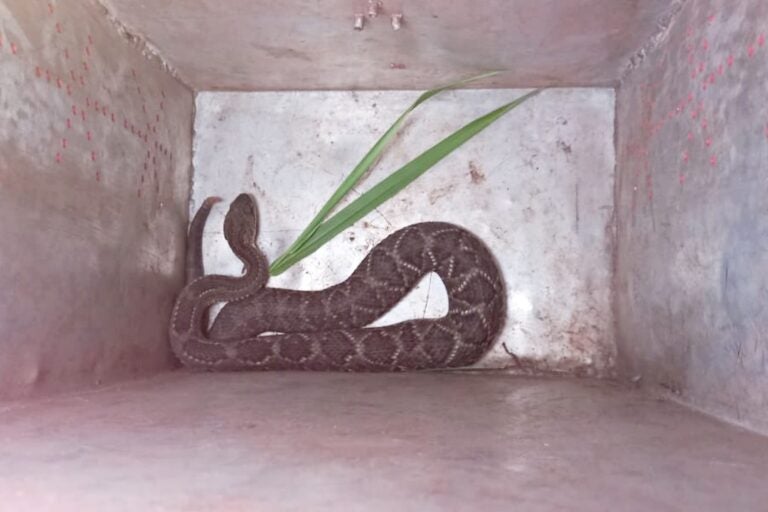Cobra Cascavel é encontrada em terreno baldio no Jardim Aeroporto 3, em Umuarama