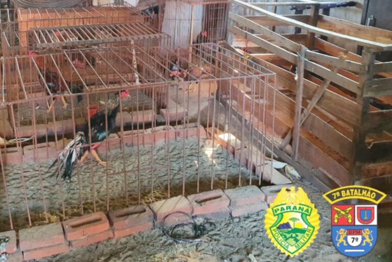 Polícia descobre sítio que sediava rinhas de galos em Tuneiras do Oeste