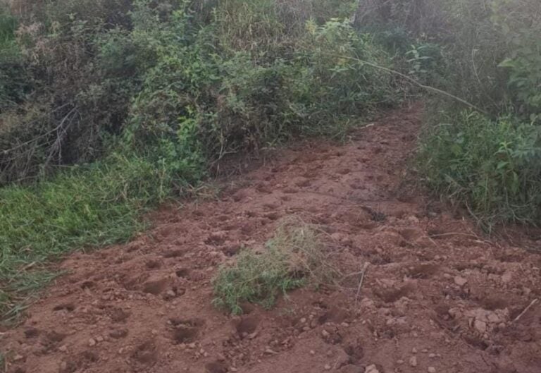 Polícia Ambiental flagra pastoreio em área de preservação e aplica multa de R$ 20 mil em Umuarama