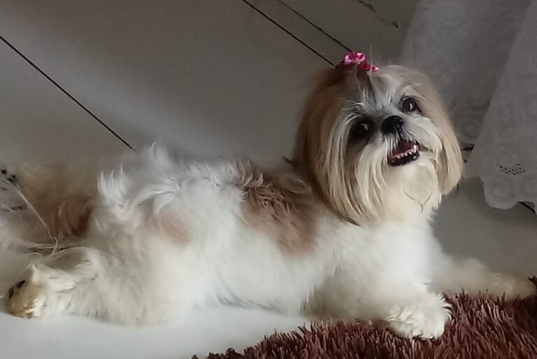 Cachorrinha Mel some em Altônia e tutora oferece recompensa de R$ 1.000 para quem encontrá-la