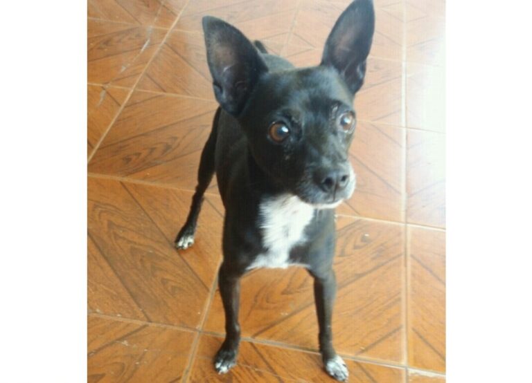 Cachorrinho desaparece no bairro Jardim Itália e tutor pede ajuda para encontrá-lo
