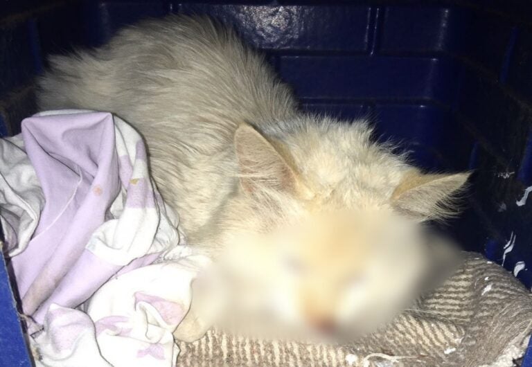 Umuarama: Moradora do Parque Danielle denuncia envenenamento de gatos