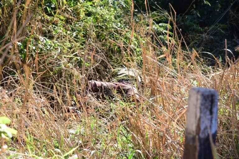 Há indícios de homicídio em corpo em decomposição encontrado na Estrada Moema