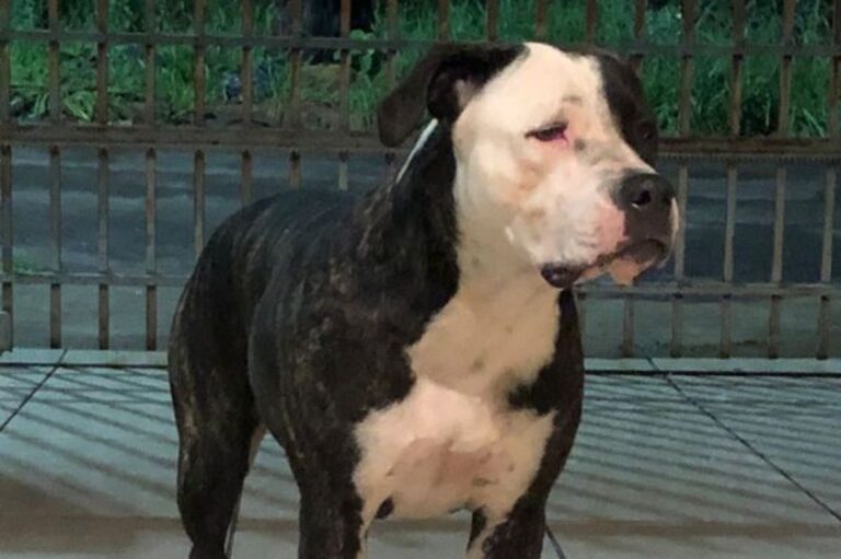 Cadela é acolhida por moradores do Jardim dos Pássaros, que procuram o seu tutor