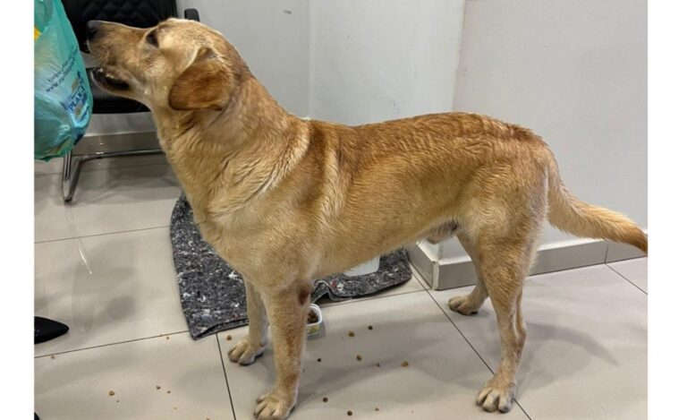 Após matéria do OBemdito, tutora se reúne com Labrador abrigado pelo Procon de Umuarama