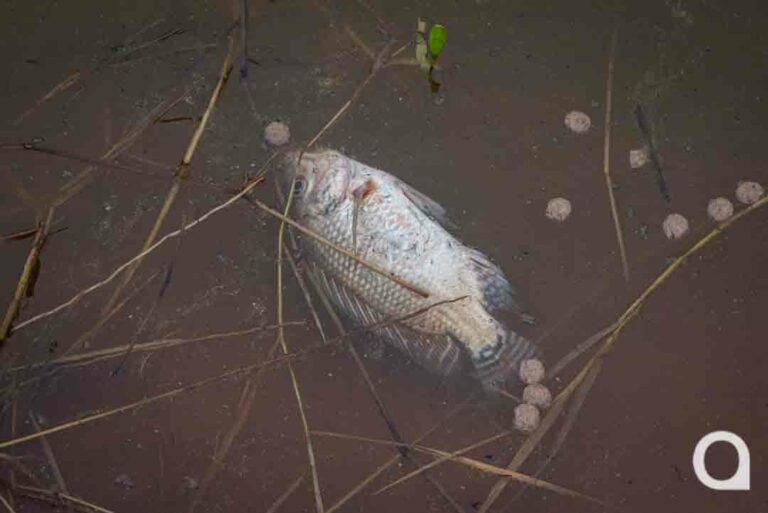 Moradores questionam o aparecimento de peixes mortos e água muito suja no Lago Tucuruvi