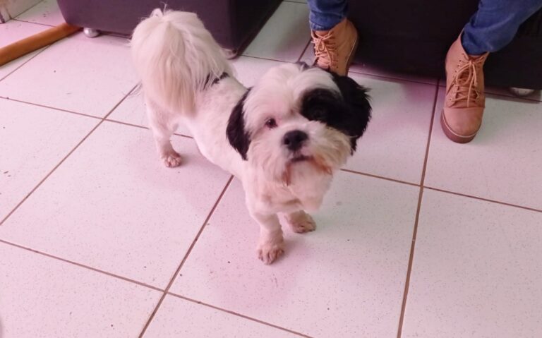 Cachorrinho aparece em clínica de Umuarama e equipe está em busca do tutor