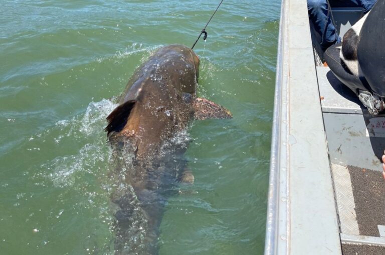 Pescador de Porto Camargo pega jaú de 1,70m e amigos compram peixe para devolvê-lo ao rio