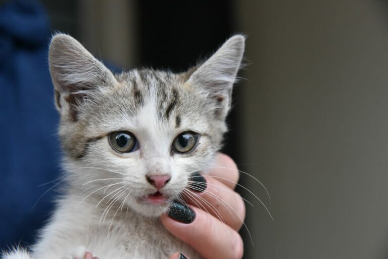 Bombeiros têm trabalho para resgatar gatinho que estava preso entre paredes de gesso