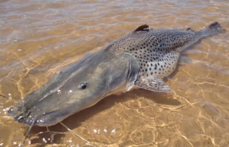 Ministério do Meio Ambiente proíbe pesca do pintado no Brasil a partir desta segunda-feira