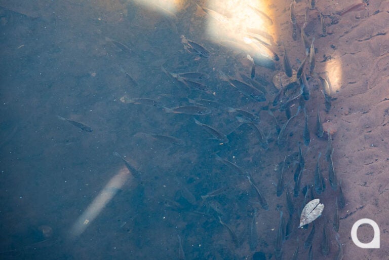 Umuarama: 1º Torneio de Pesca Infantojuvenil do Lago Tucuruvi é adiado para o dia 16