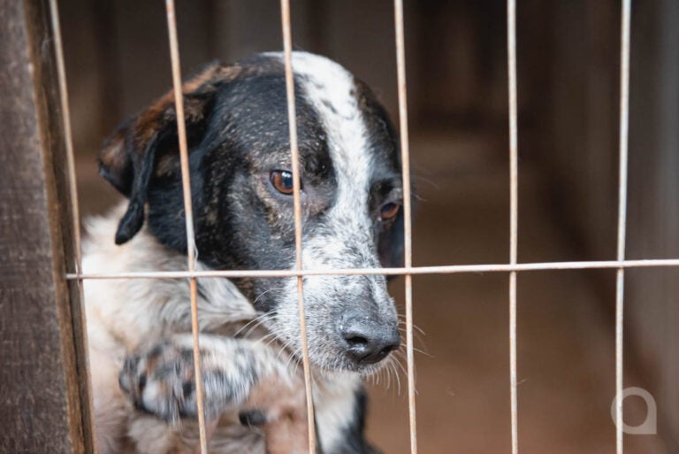 Saau faz apelo urgente para doações de jornais e cobertores para animais internados