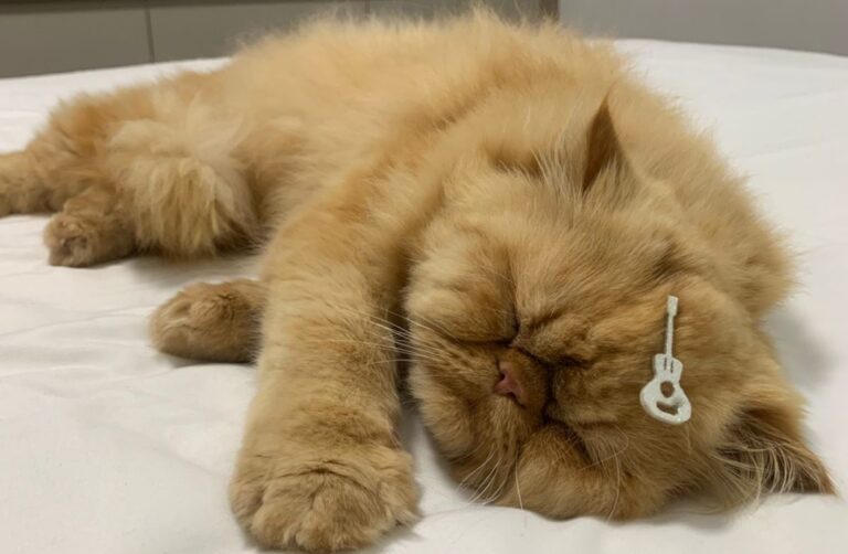 Gatinho Romeu é localizado em casa abandonada, perto do local do desaparecimento