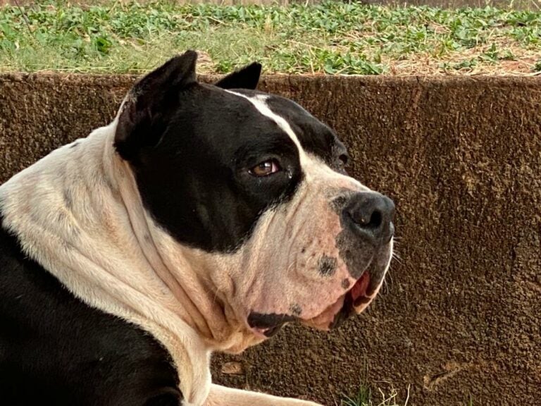 Tutor procura o cão Lucky, que fugiu de casa na saída para Serra dos Dourados