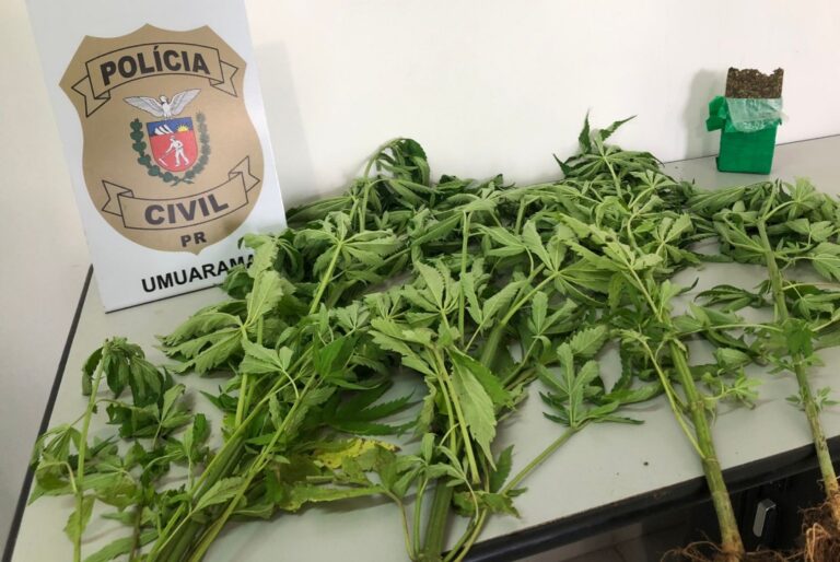 Homem é preso após GDE encontrar 5 pés de Cannabis e tablete de maconha em residência