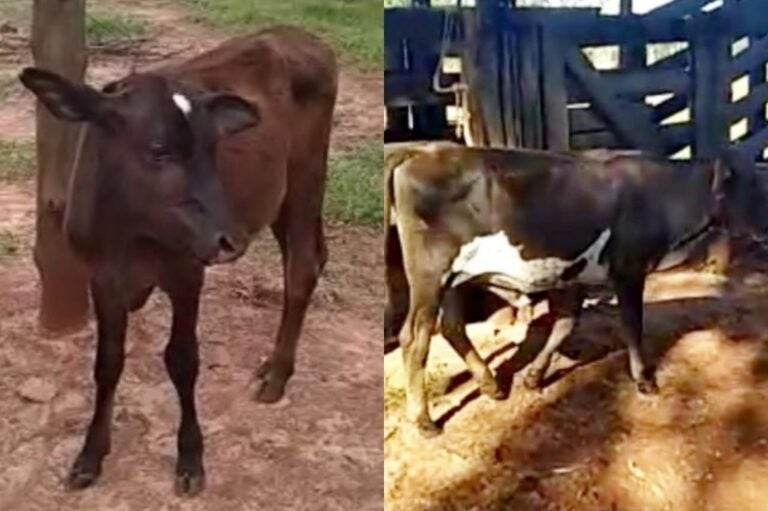 Família procura novilha e bezerro que desapareceram de chácara perto de Perobal