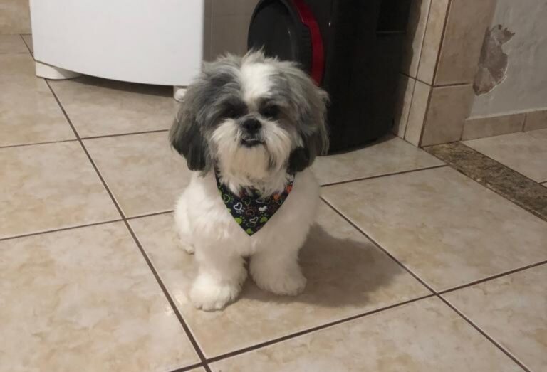 Cachorro Cebolinha é encontrado perto de laticínio próximo a estrada Jurupoca