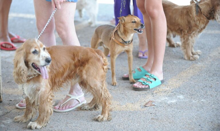 Senacon determina recolhimento de petiscos caninos por contaminação com substância tóxica