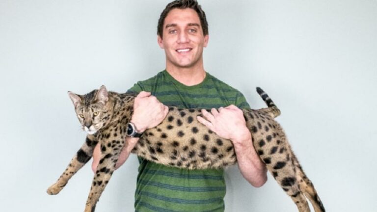 Gato com quase 48 centímetros de altura é o maior do mundo, segundo o Guinness