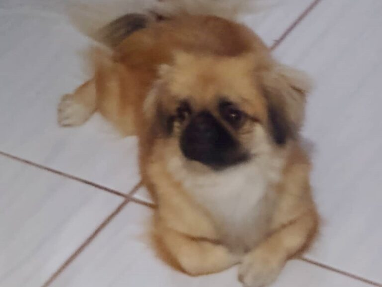 Cadelinha Mel é localizada no conjunto habitacional Sonho Meu