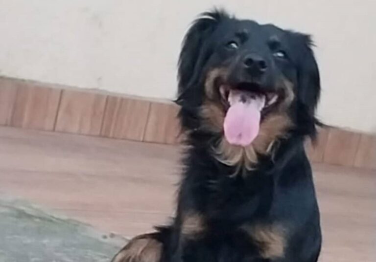 Cadela Zuki volta para casa sozinha após ficar alguns dias desaparecida