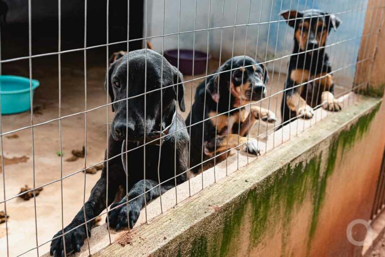 Bingo da Saau acontece nesta segunda-feira e irá ajudar com as despesas de mais de 1,1 mil animais