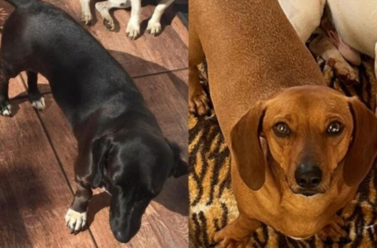 Umuarama: Cachorra Isabela é localizada, mas o cãozinho Astro continua desaparecido