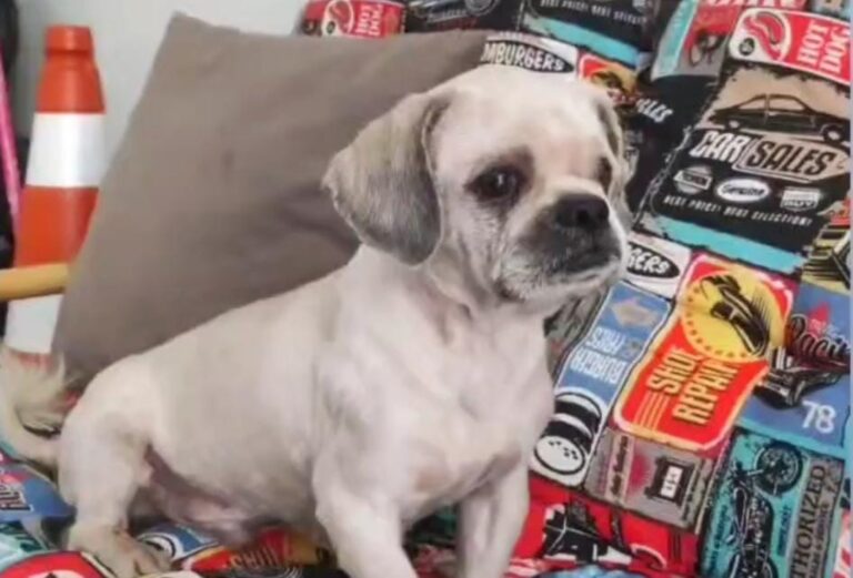 Cãozinho é acolhido após ser encontrado vagando perto da Praça Santos Dumont