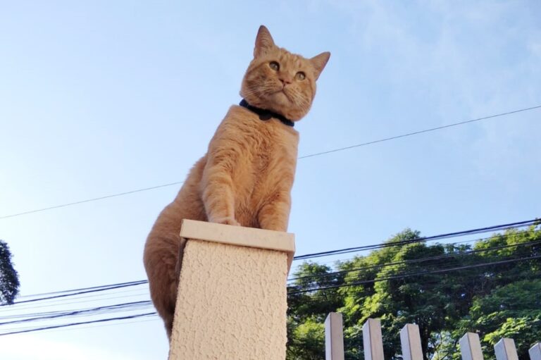 Gato com problema renal desaparece e tutora pede ajuda para encontrá-lo