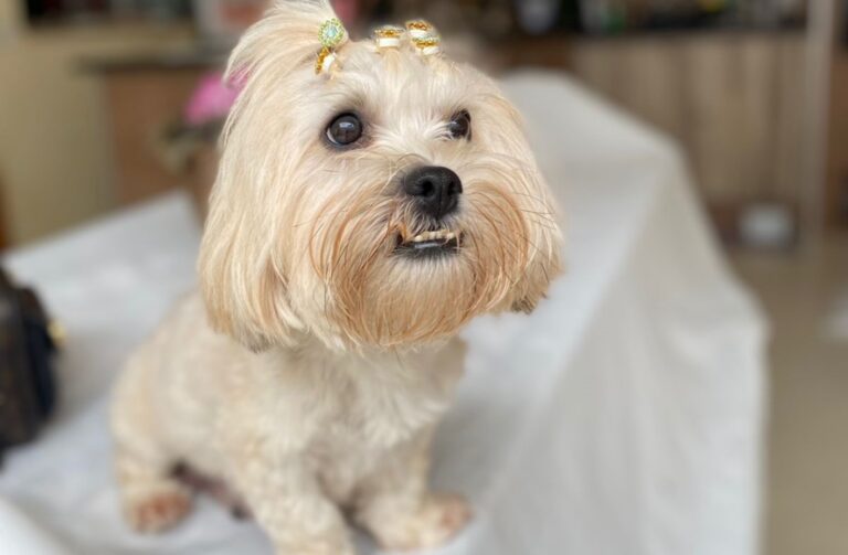Umuarama: Cachorrinha Ariel foge com barulho de fogos no jogo e tutora pede ajuda