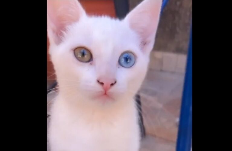 Gatinha filhote sumiu na avenida Olinda e tutora pede ajuda para encontrá-la