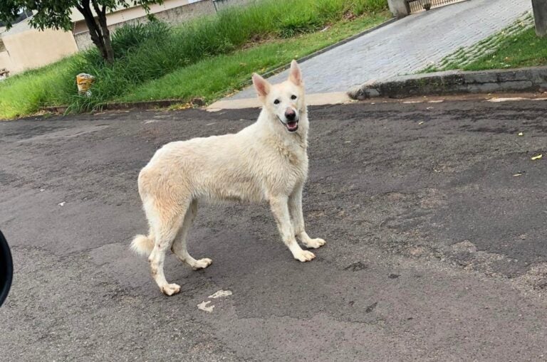 Moradores fazem alerta sobre cachorro vagando pelo bairro Jardim Cima