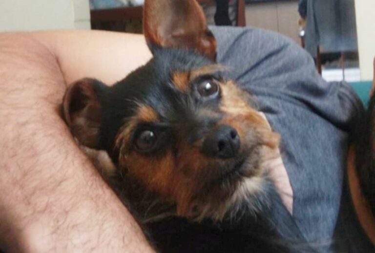 Cachorrinha desaparece perto do Colégio Bento e tutor pede ajuda para encontrá-la