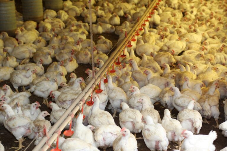 Com avicultura em destaque, Paraná produziu 4,87 milhões de toneladas de carne neste ano