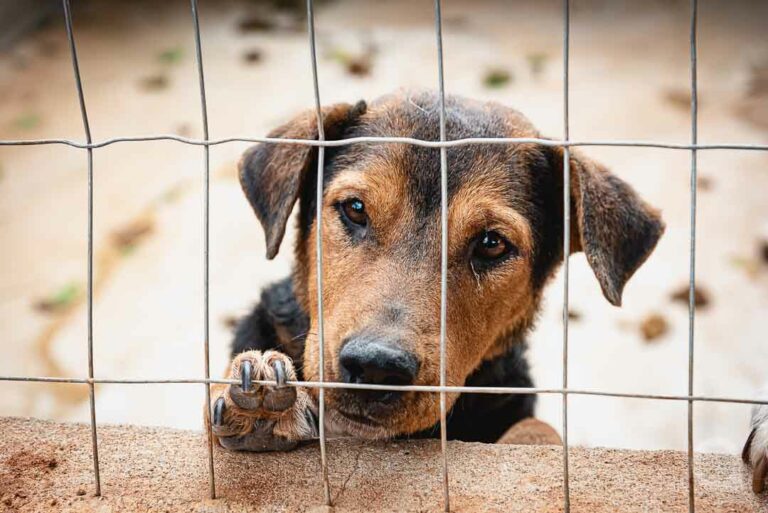 Saau realiza bingo nesta segunda-feira para angariar dinheiro para ajudar os animais