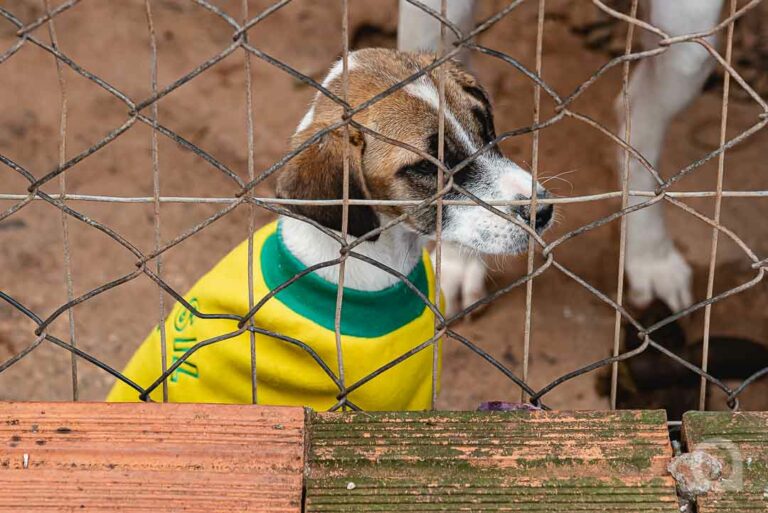 Saau fará feira de adoção de animais no Shopping Palladium no sábado e no domingo