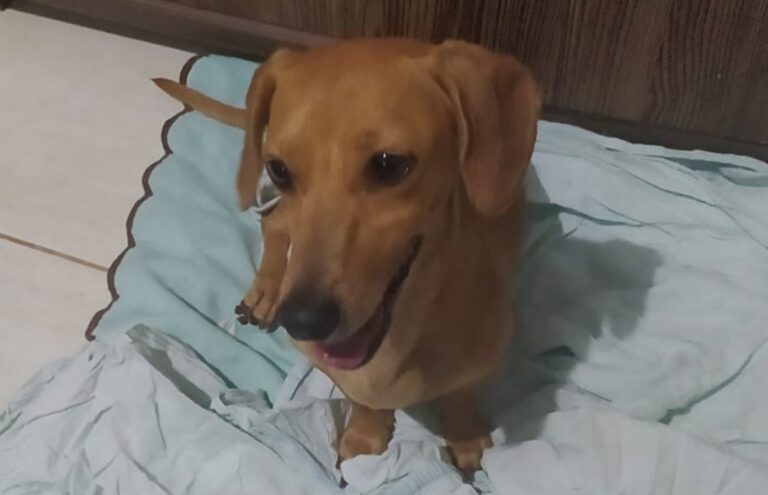 Tutor da cachorrinha Diana é encontrado após reportagem de OBemdito
